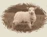 Wooly Wonders by Nada